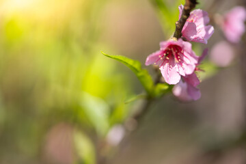 Sakura flowers blooming blossom in Chiang Mai, Thailand