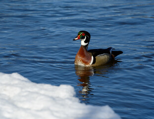 Male Wood Duck Drake Swimming in River in Early Spring