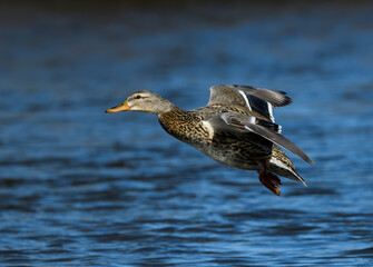 Female Mallard Landing on River in Winter
