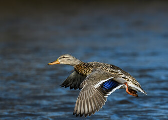 Female Mallard Landing on River in Winter