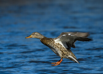 Female Mallard Landing on River in Winter