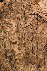 Pine tree bark that is rough and textured