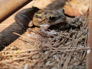 Naklejka premium Common tree frog on wall, Amphibians in Thailand