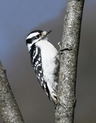 downy woodpecker searching pest on the tree trunk