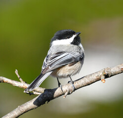 black capped chickadee bird standing on the tree branch © nd700