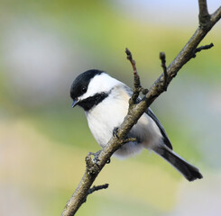 black capped chickadee bird standing on the tree branch