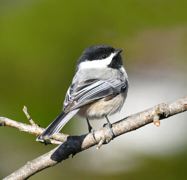black capped chickadee bird standing on the tree branch