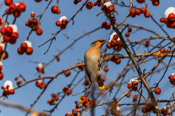 bird on a branch