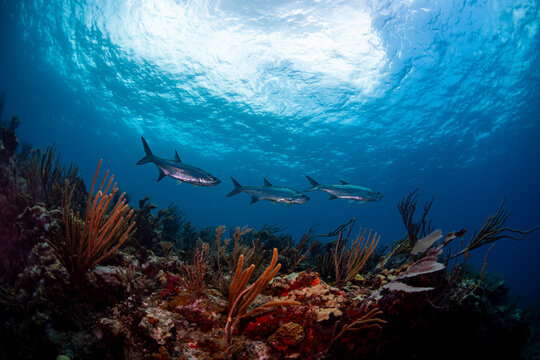 A school of tarpon 