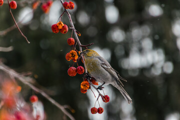 berries on snow