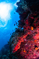 Underwater in the British Virgin Islands