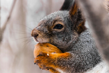 squirrel eating nut