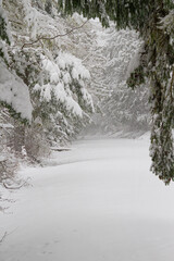 An untraveled road in winter covered in fresh snow through a forest.