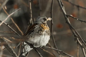 sparrow on a branch