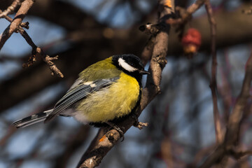 Obraz premium bird on a branch