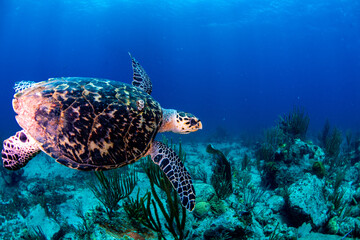 Obraz na płótnie Canvas A turtle swimming underwater 