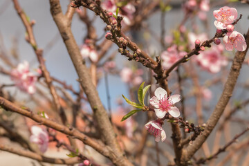 peach blossom with leaves sprouting