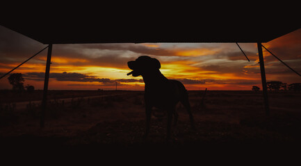 Panoramic silhouette image of beautiful rottweiler dog on country farm with vibrant sunset visible in background