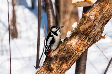 Obraz na płótnie Canvas woodpecker on a tree