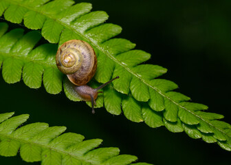 A close-up view of a snail going down a fern branch