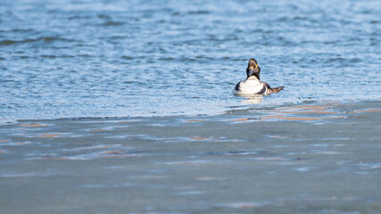 Bufflehead ducks are enjoy nice weather in early spring at Minnesota