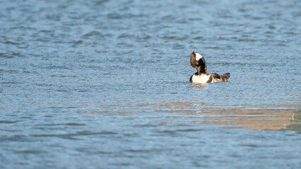 Bufflehead ducks are enjoy nice weather in early spring at Minnesota