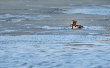 A hooded merganser is enjoying nice weather in early spring at Minnesota