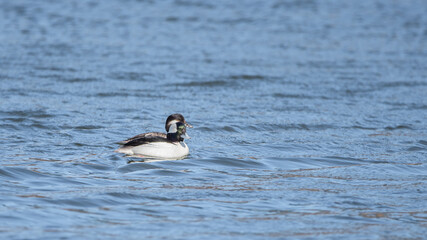 Bufflehead ducks are enjoy nice weather in early spring at Minnesota