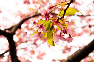 河津桜