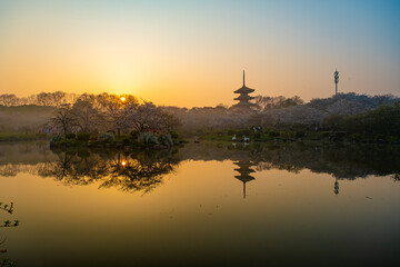 Naklejka premium Spring scenery of East Lake Cherry Blossom Garden in Wuhan, Hubei, China