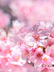 満開のサクラの花