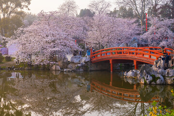 Spring scenery of East Lake Cherry Blossom Garden in Wuhan, Hubei, China