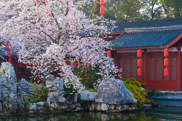 Spring scenery of East Lake Cherry Blossom Garden in Wuhan, Hubei, China