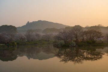 Fototapeta na wymiar Spring scenery of East Lake Cherry Blossom Garden in Wuhan, Hubei, China