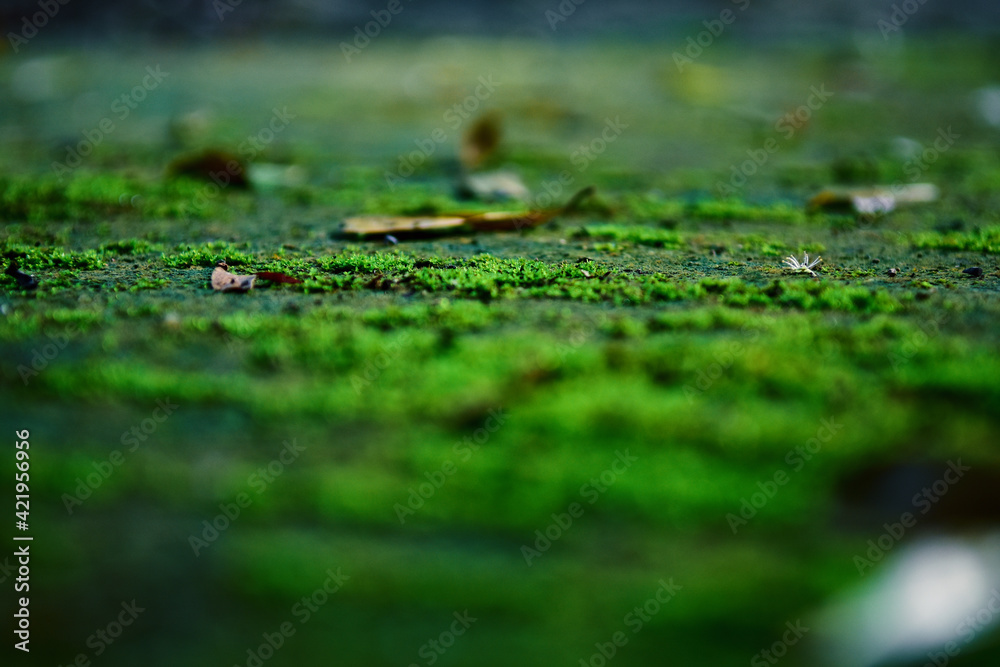 Wall mural Beautiful green moss on the floor wallpaper background.