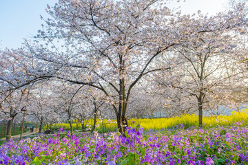 Fototapeta premium Spring scenery of East Lake Cherry Blossom Garden in Wuhan, Hubei, China