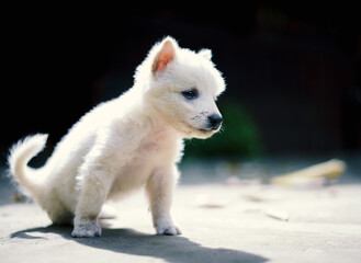 Fototapeta premium Cute lonely Small Dog sitting on floor.