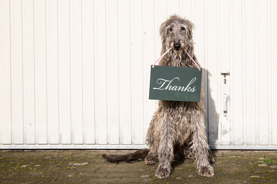 Hund Danke Bilder – Durchsuchen 1,416 Archivfotos, Vektorgrafiken und  Videos | Adobe Stock
