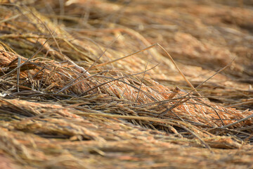 Paddy rice in the field Background.
