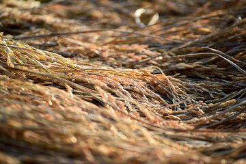 Paddy rice in the field Background.