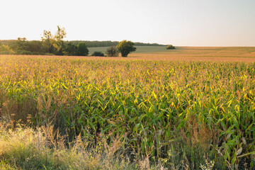 Fragment of a picturesque corn field during sunset.