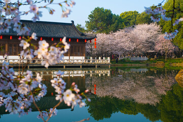 Spring scenery of East Lake Cherry Blossom Garden in Wuhan, Hubei, China