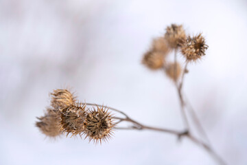 Dry last year's flowers with prickly inflorescences on a white background close-up with copy space.