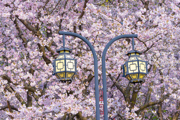 Spring scenery of East Lake Cherry Blossom Garden in Wuhan, Hubei, China