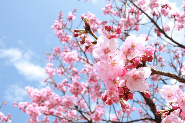さわやかな青空と桜