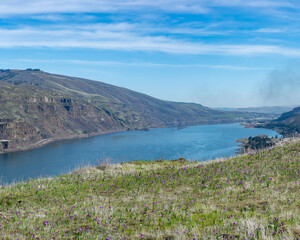 Naklejka premium Spring wildflowers bloom at Tom McCall Nature Preserve in Rowena, OR with great views of the Columbia River Gorge. The small purple flowers are grasswidow (Olsynium douglasii)