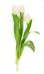 white tulips isolated on the white background