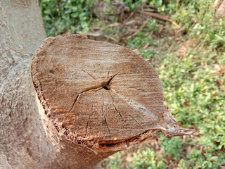 Old tree stump on ground flooring in the garden closeup.