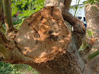 Old tree stump on ground flooring in the garden closeup.