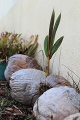 Sprout of a coconut tree coming out of a dried coconut, outdoors tropical vibe